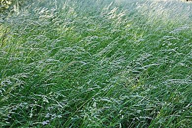 梅路艾姆将加入《全职猎人 NEN×IMPACT》阵容